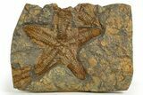 Very Detailed, Ordovician Fossil Starfish - Morocco #321045-1